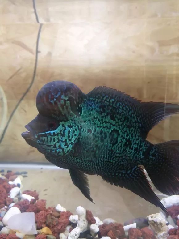 朋友送的三条罗汉,第一天就被泵抽没了一只.......