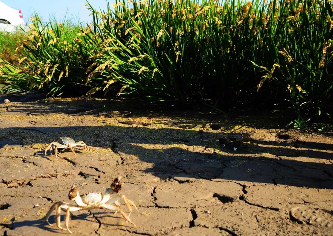 大闸蟹做法简单又好吃,鹤龙湖大闸蟹哪家好吃