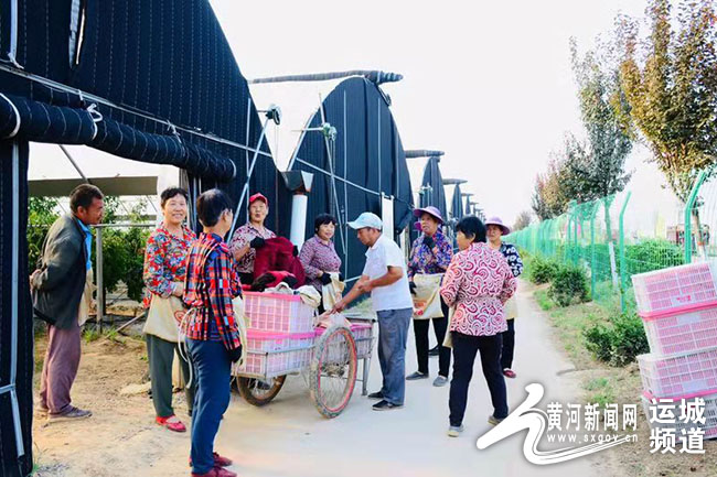 冬枣新品,绿色大冬枣