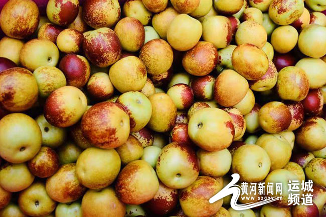 冬枣新品,绿色大冬枣