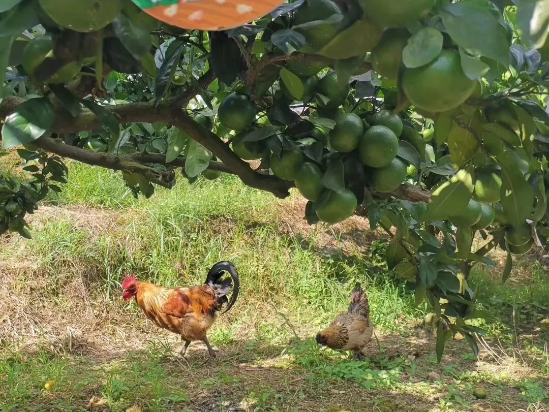 特早蜜桔前景,特早蜜桔一亩多少利润