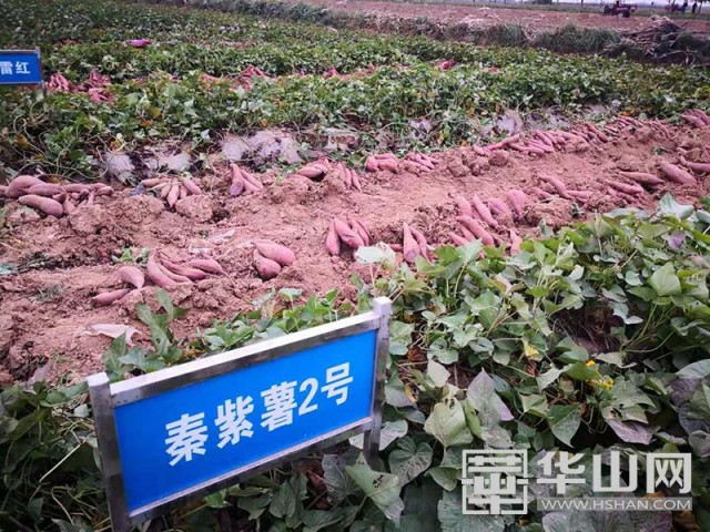 农村红薯致富新门道,合阳红薯发展现状