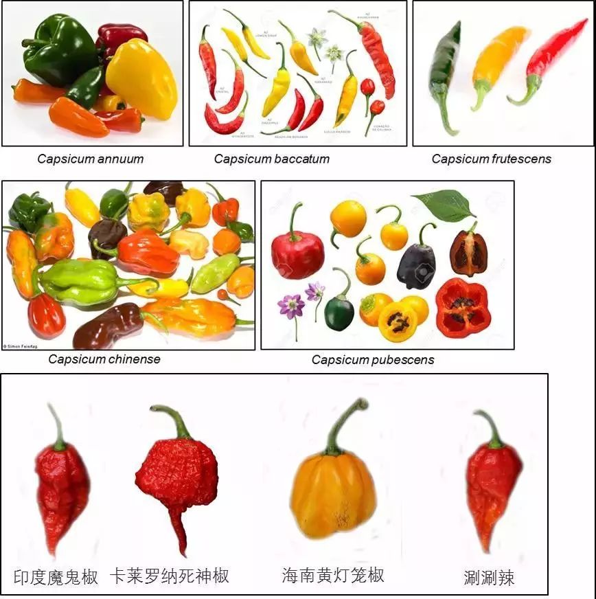华农最“辣”博士：吃世界上最辣的椒，他还想研究辣味土豆？