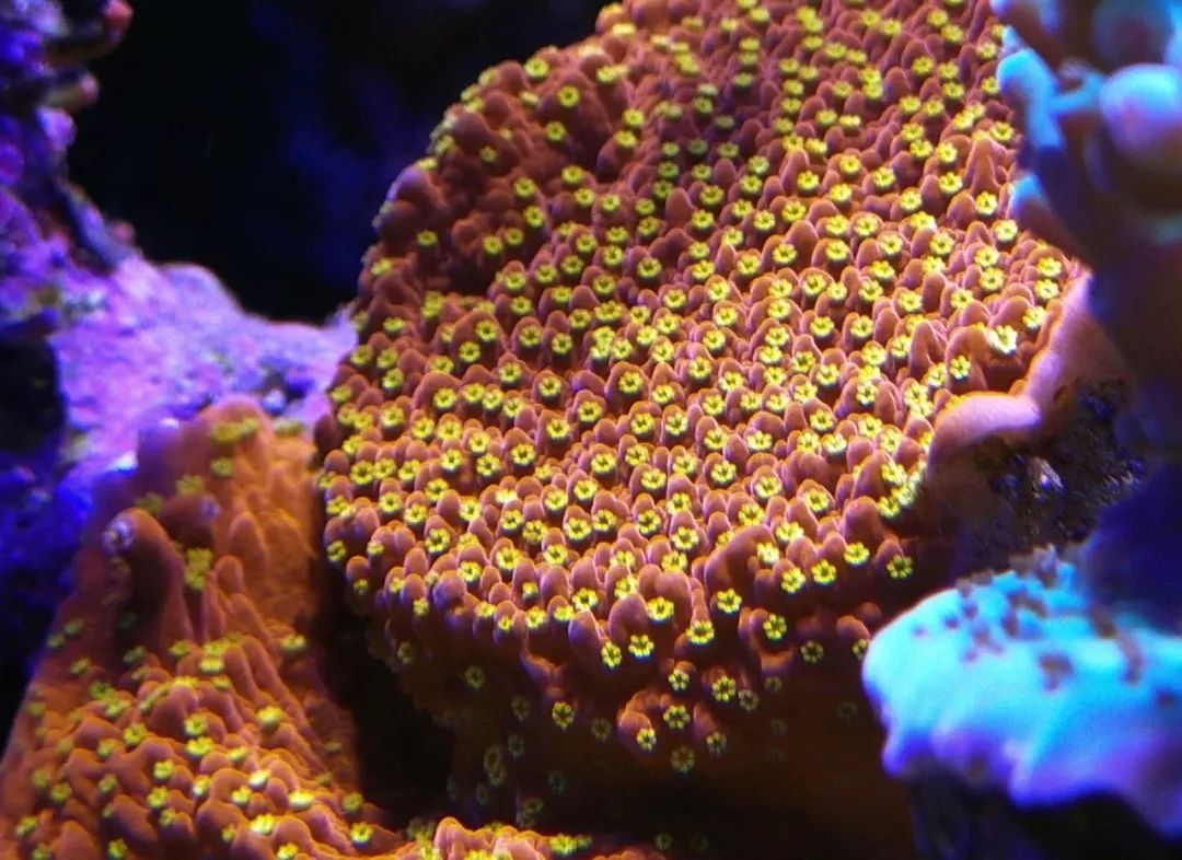 40小缸全套,40的方缸用多大的过滤桶