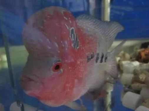 罗汉鱼肠炎用诺氟沙星,罗汉鱼肠炎游不起来了