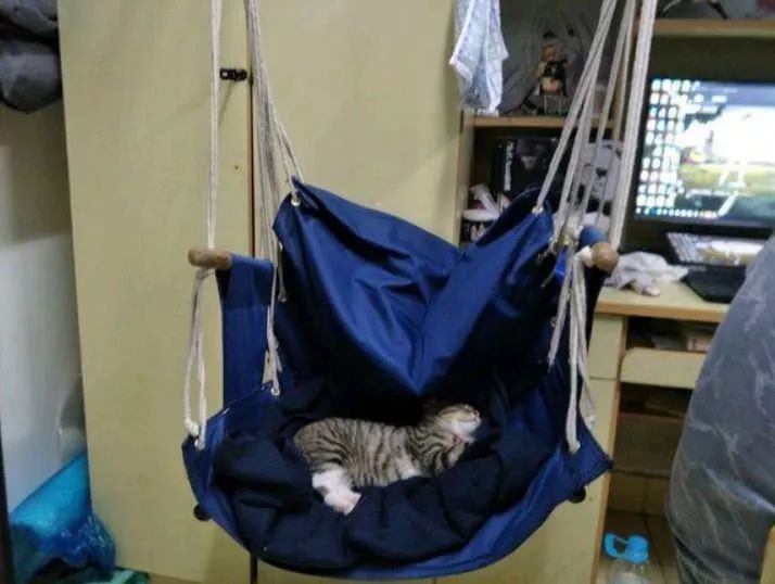 国内外宠物领养问题有哪些,很好的宠物为什么免费领养