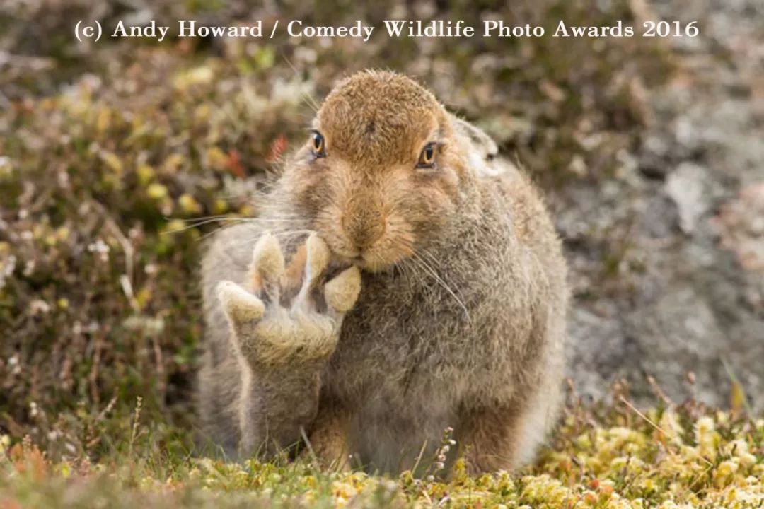 2019不正经摄影大赛引全网爆笑！40张动物黑历史被6万网友制成表情包....