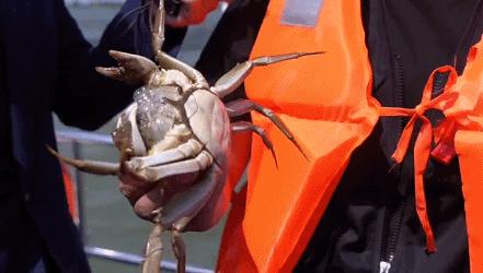 2020年阳澄湖大闸蟹开捕地点,阳澄湖大闸蟹官方开捕时间