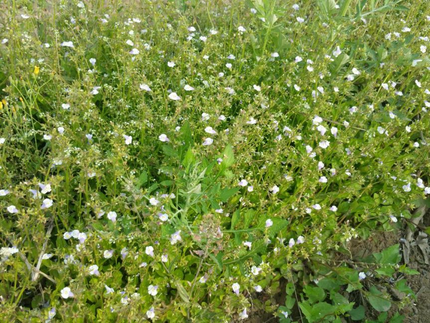 常绿地被植物推荐,地被植物科普