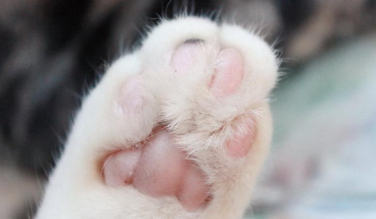 鐚挭涓嶆彛鎵嬪拰鍐滄皯鎻g殑鍖哄埆,鐚挭涓轰粈涔堝枩娆㈠啘姘戝憿