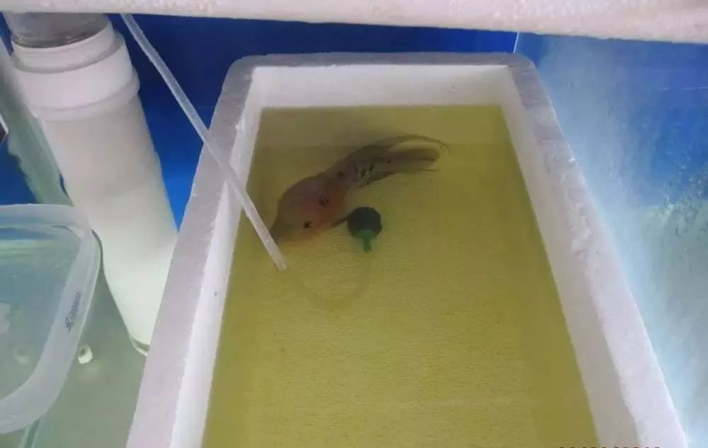 慢性肠炎用中医还是西医治疗好,肠炎食疗最简单方法