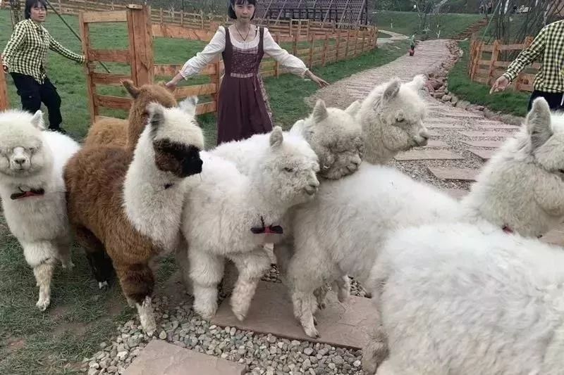 成都双流区旅游省钱攻略推荐,五一在双流适合去哪旅游