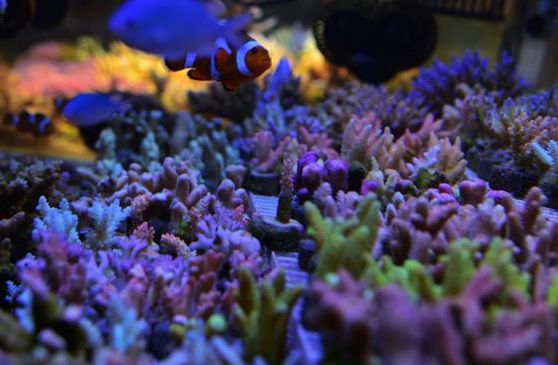 sps哪家更实用,sps怎么操作