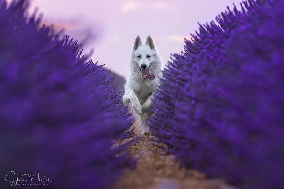 纯白色德牧是咋回事,黑白杂色德牧