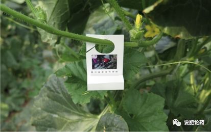 七星瓢虫吃蚜虫生物防治,七星瓢虫怎么防治害虫