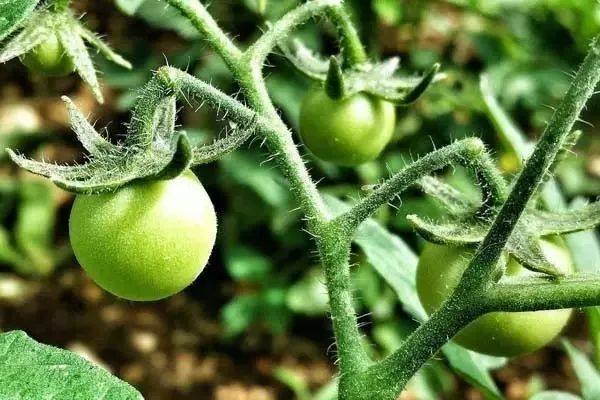 芸苔素内酯怎么用才有效,芸苔素内酯的3种误解