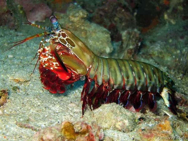 吃过广东濑尿虾，你就再也看不起小龙虾