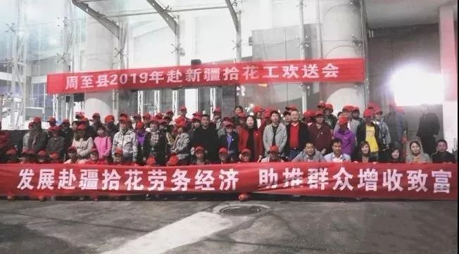 拾花工赴疆采摘美好“钱”景