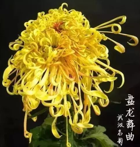 80种最美菊花高清图片,最具欣赏价值的菊花