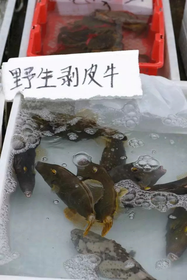 海鲜市场纯天然的7种鱼,水产市场什么鱼可以回家养