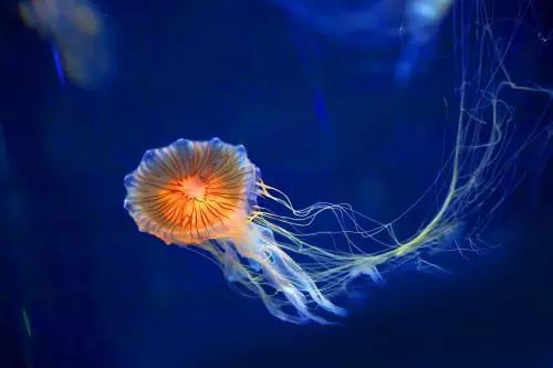 水母蜇伤急救措施,海上游玩被水母蛰伤了