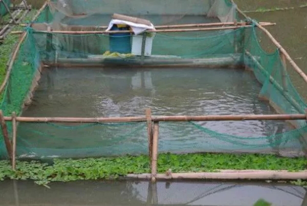 网箱养鱼技巧视频,网箱养鱼技术和注意事项