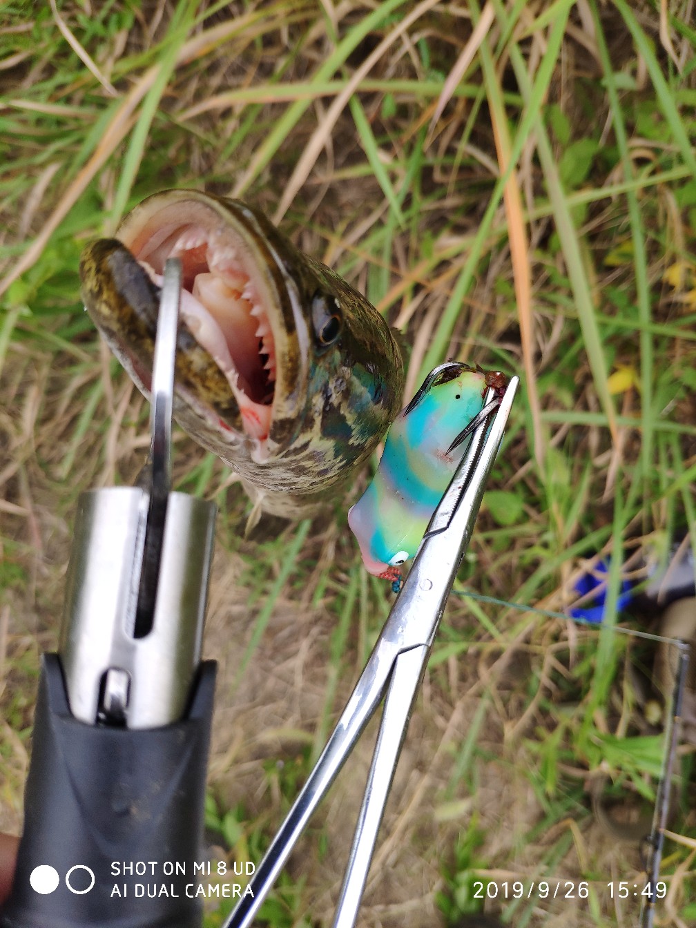 打黑中鱼率,打黑用什么饵中鱼率高