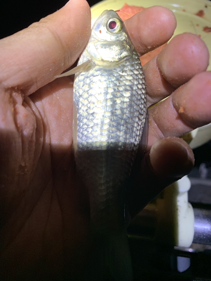 新竿开光有什么讲究,新竿开光爆护