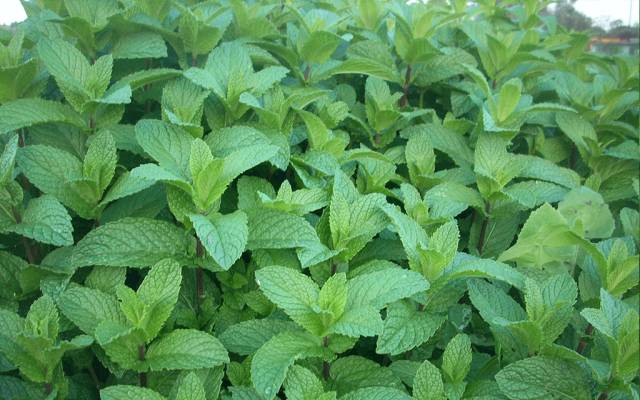 绿薄荷可以调什么饮品,薄荷怎么调制饮品