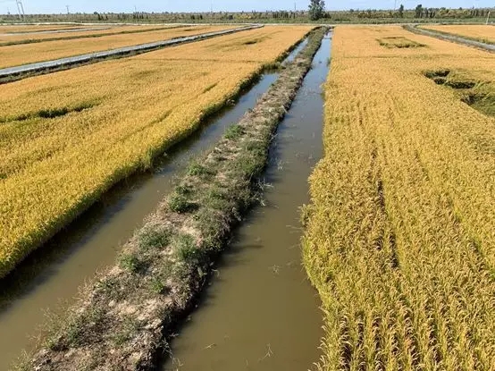 水产科普淡水养殖怎么搞更有前景,淡水海化养殖前景如何