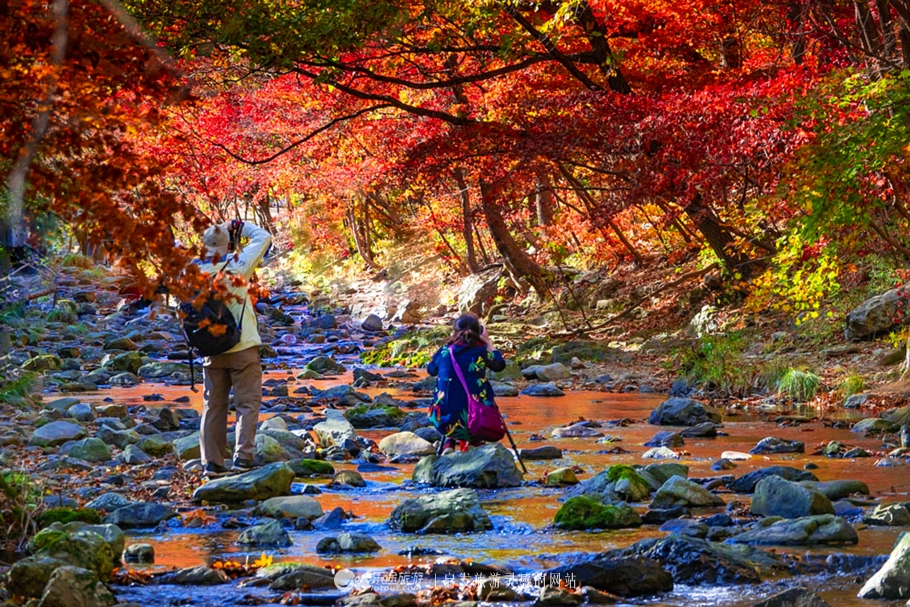 中华枫叶大道沿途风景区,中华枫叶大道红了吗