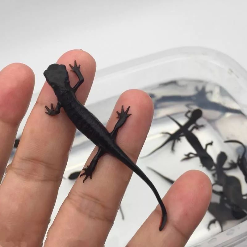 良医|牙齿“地基”再生找到新途径，上海医生接任国际口腔修复大会主席