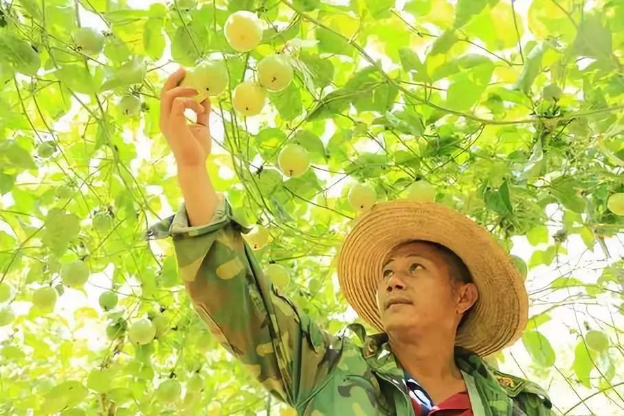 施甸：黄金百香果成增收致富的金果果