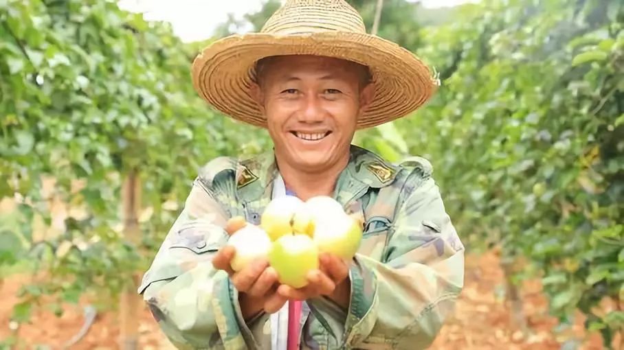 施甸：黄金百香果成增收致富的金果果