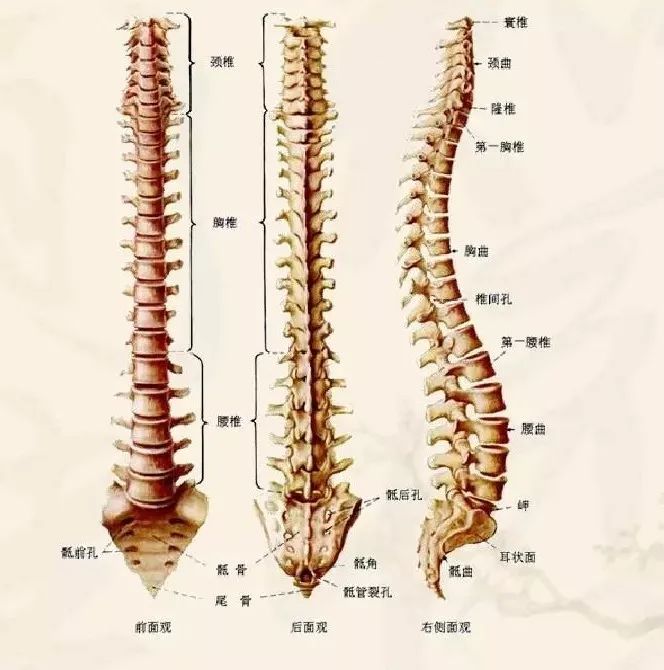 腰椎间盘突出各种疗法,腰椎间盘突出压迫神经的中医疗法