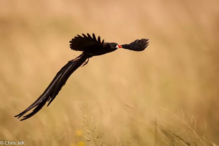 人类进化中男女差异,人类进化的渊源
