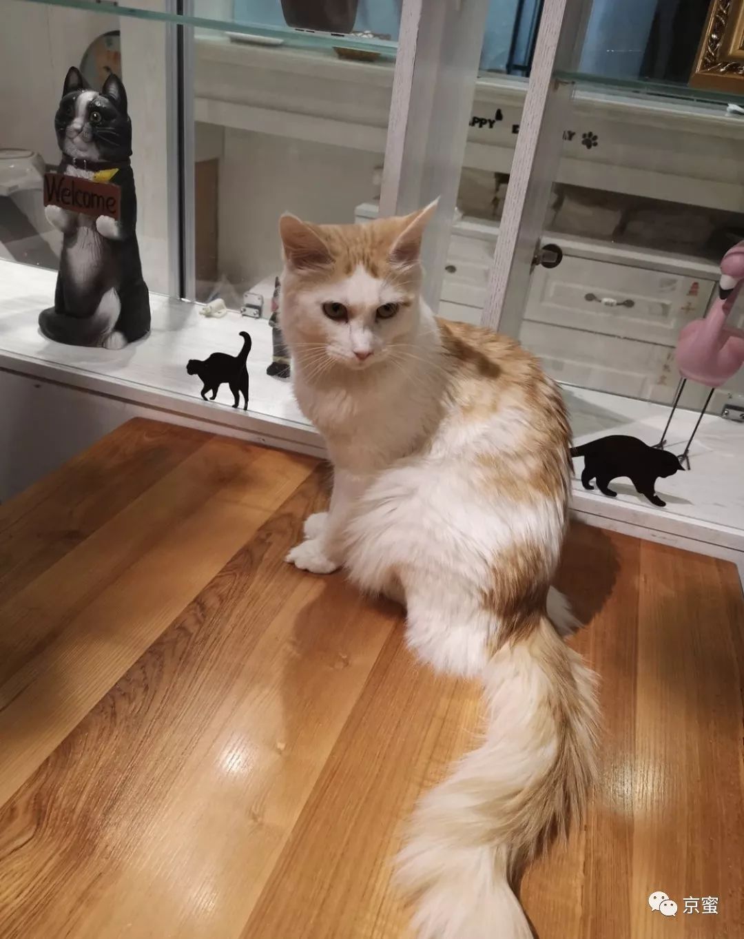 北京大型撸猫馆推荐,三里屯撸猫的地方