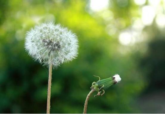 蒲公英泡水喝对人身体的几大好处,蒲公英泡水喝对身体有哪些作用