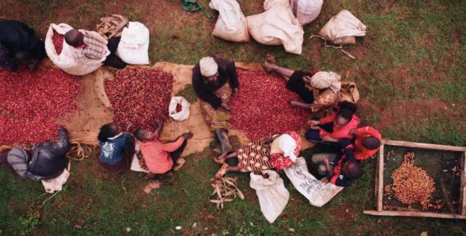 水洗肯尼亚,水洗肯尼亚冷萃咖啡