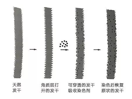 tony老师染什么头发,tony老师染发加工费