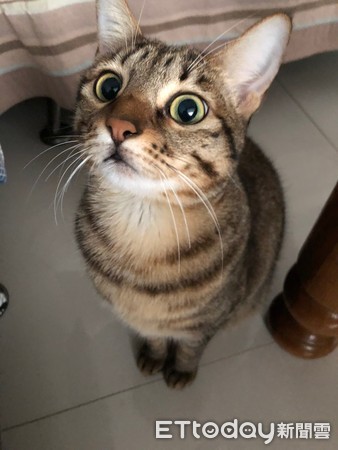 虎斑猫斜眼看主人,虎斑猫翻跟头