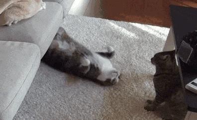 真皮沙发脏了用什么清洗最好,请问一下白色沙发脏了怎样清理