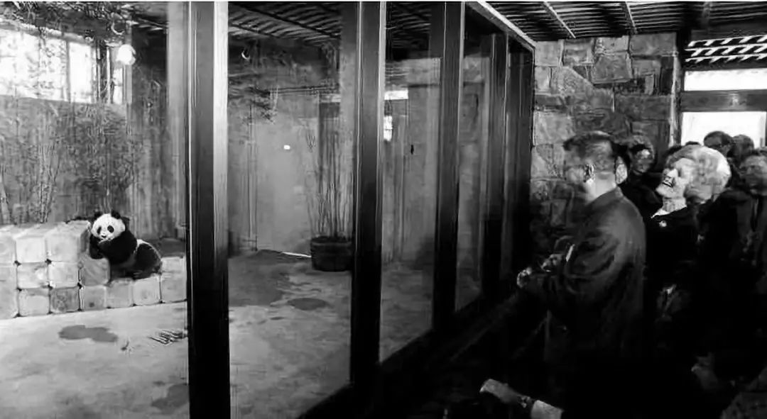 封王之路简介,大熊猫成为国宝的两个原因