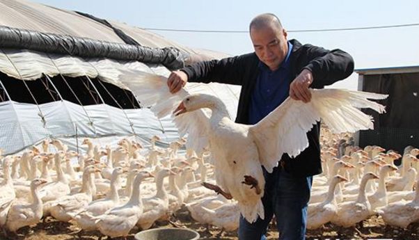 老郭创业逆袭,老郭养牛