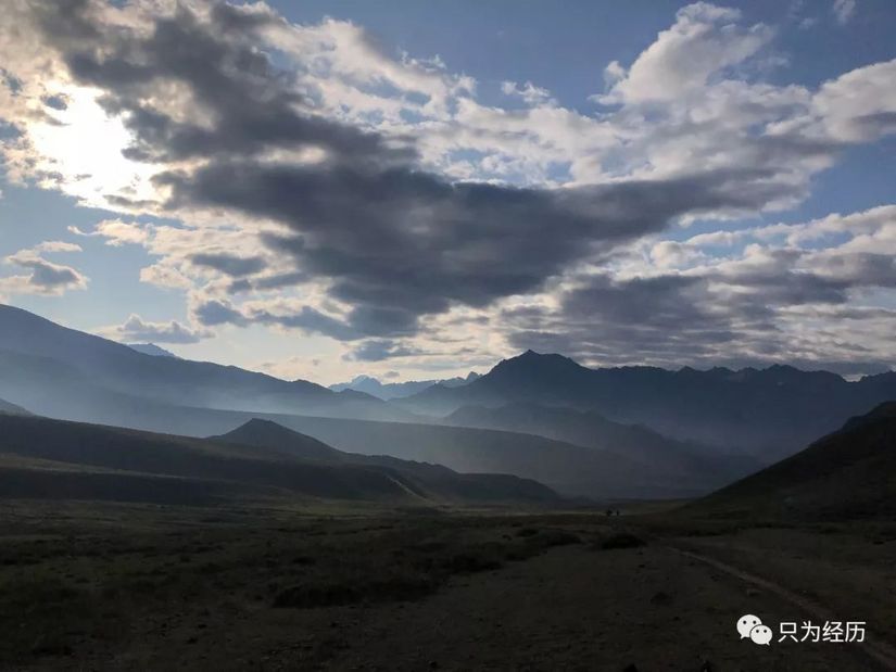 博格达雪莲,博格达天山雪莲