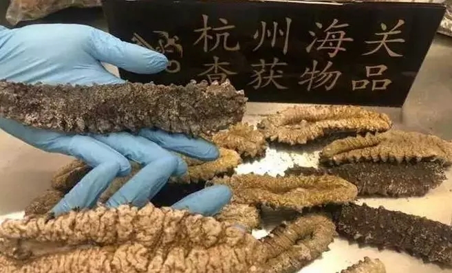 加拿大海参购买,购买加拿大海参