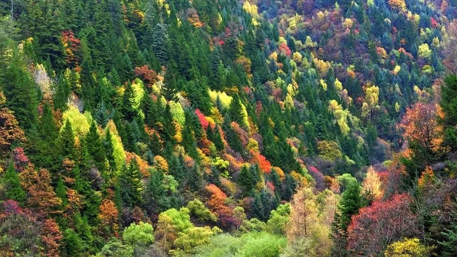 最美川西看彩林推荐地,美哭了这才是虹口秋天最美的地方