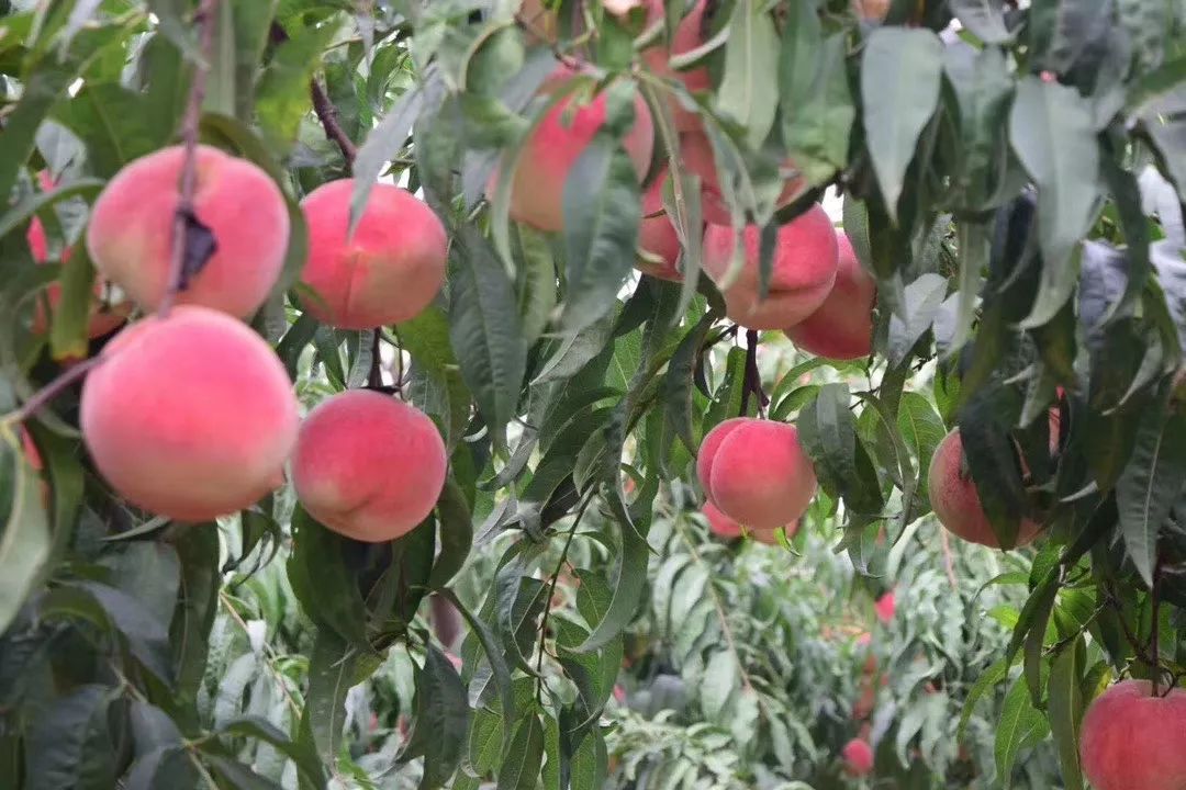 这桃子真甜,比金秋红蜜还好吃的桃子