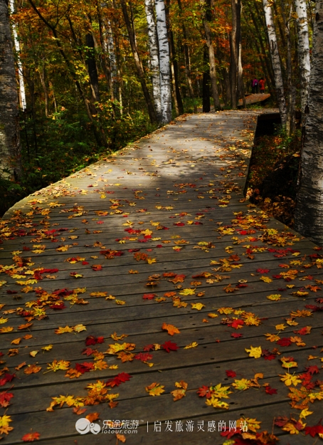 落英缤纷的是叶子还是凄美？