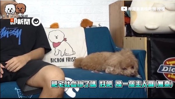 饲主演吐血晕倒　爱犬放空无反应